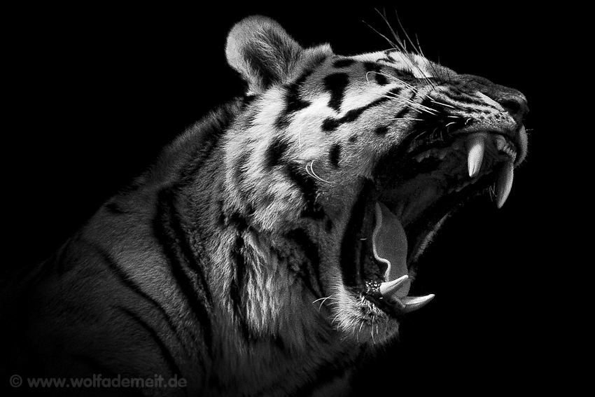 black-and-white:  (via 500px / Photo “BIGMOUTH” by Wolf Ademeit) 