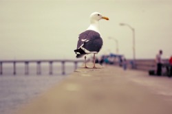 car-latah:  This seagull didn’t fly away