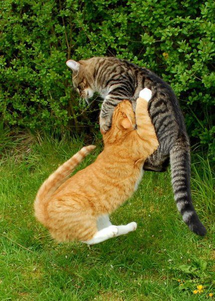 petapeta:Битва двух котов (26 фото)
