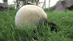 stfurodrigo:   Just rollin’.  THEY SEE ME ROLLIN’