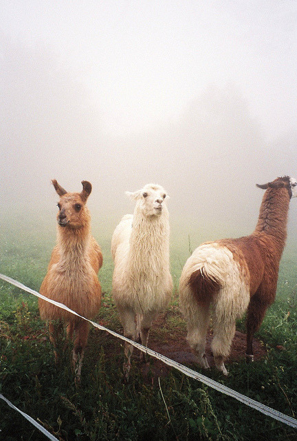 d-a-i-s:  untitled by Katherine Squier on Flickr. 