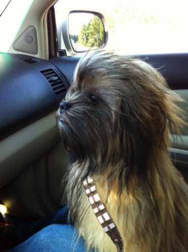 ianbrooks:  shoppedscifi:  I want Chewie as my co-pilot, too.  He’s always wanting