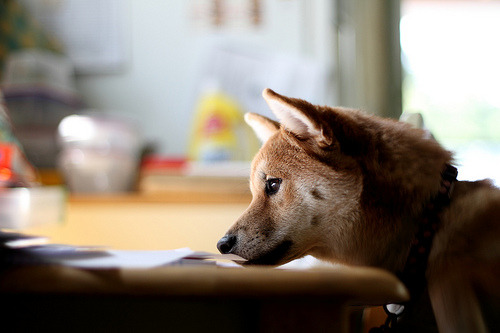 fuckyeahshibainu:Rosie is Curious (by betsyjean79)