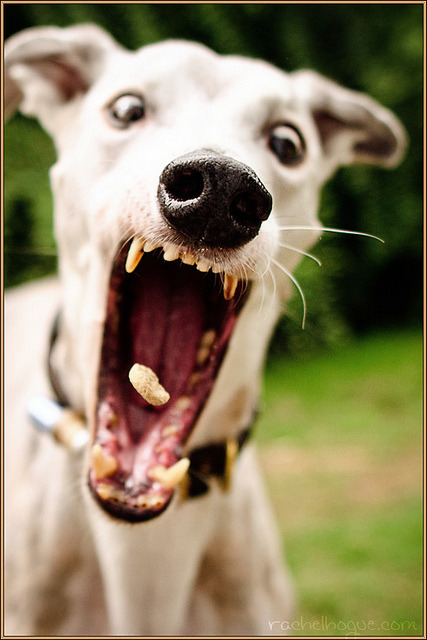 hellyeahgreyhounds:  The Fate of a Treat… by rachelhogue on Flickr. *chomp* 