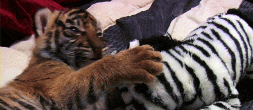 demon-of-the-fall:  oh my god look at this adorable little tiger 