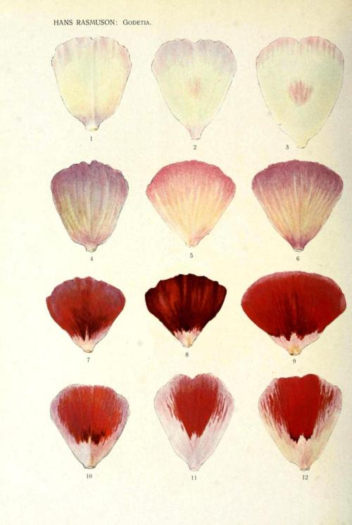 jtotheizzoe:printsandthings:Genetic inheritance of color. Flower petalsFrom Hans Rasmuson’s studies 