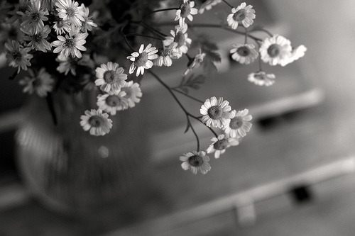 black-and-white:(by sarah.yusko)