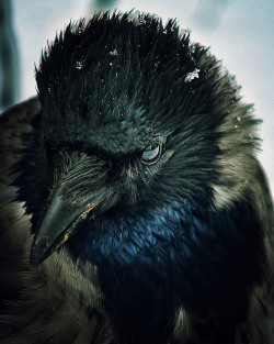 everythingistouchable:  everythingistouchable:   Crow  By: Andrey Vahrushew    