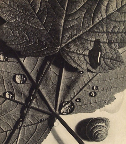 Willy Zielke（German, 1902-1989）
Schnecke 1931
photogravure