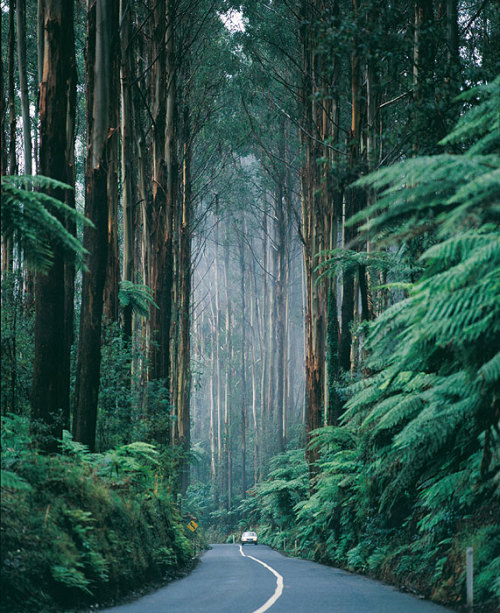 heroinsight:   Black Spur Road, Victoria, Australia