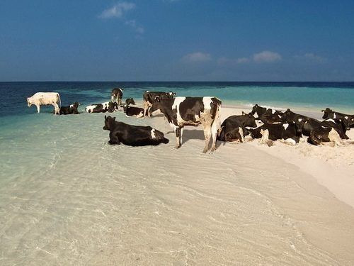 There are cows at the beach. Your argument is invalid