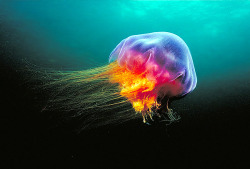 fyeah-seacreatures:  The Lion’s Mane Jellyfish