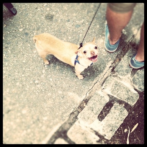 lucas has 2 more weeks left in NY. I’m going to miss ya so much doggy.