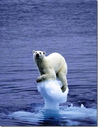 guinhasz:  Oi, eu sou o Urso Polar. Bem, eu queria pedir que cuidassem do lugar que