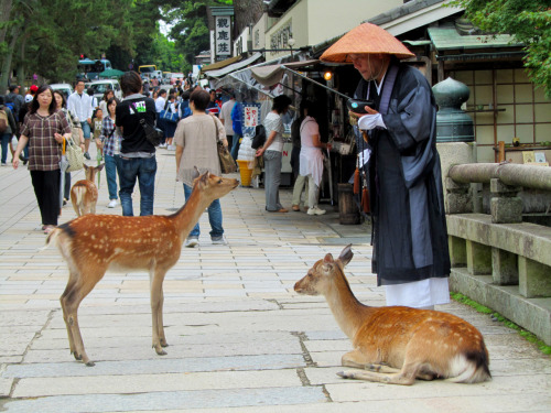 Priest and sacred deer in Nara, Japan porn pictures