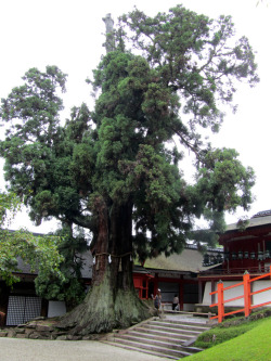 Great Big Sacred Tree In The Shinto Shrine Complex