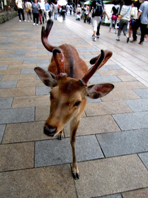 Porn Mister Wonky!Antlers. He was one of the nicer photos