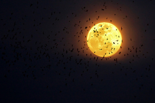 Porn photo ooliquidnightoo:  Bats in the Moonlight 