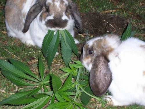 Porn photo Baked bunnies