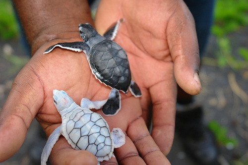 a branquinha parece uma Tortuguita :G OIJFSDJOSFDSDFJS adult photos