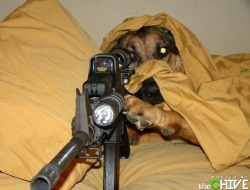 Sniper Dog, you’d never even see it