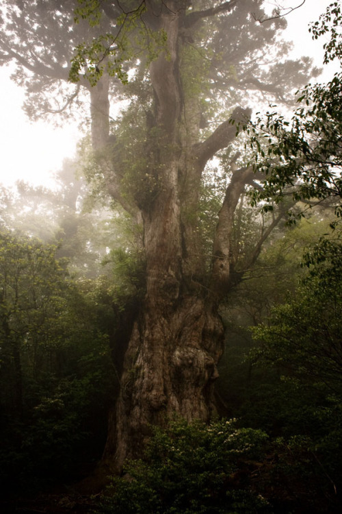 rorschachx:Treebeard Old and Wise | photo by the air in the branches