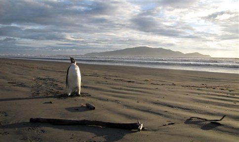 today:
“ “ Emperor penguin found far from Antarctic home
Aquatic bird likely took wrong turn while hunting, expert says, ended up stranded on New Zealand beach.
”
Hey, where did everyone go?
”