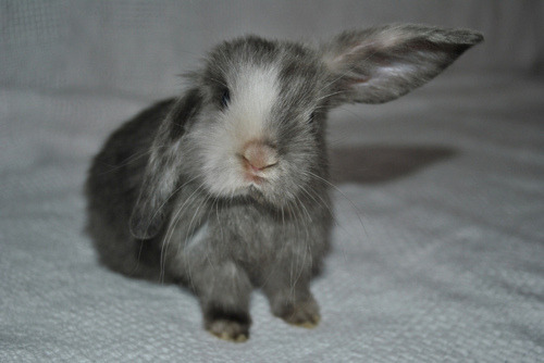 summerflowers:  still want a bunny omg 