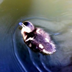 Itty Bitty Duckling (Taken with instagram)