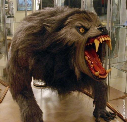 drpretorius:  Replica of the werewolf from An American Werewolf In London. I would kill to take this guy home. 