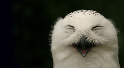 &lt;3 I love him so much! cordisre:  Happy Snowy Owl (by Stephen van der Mark) 