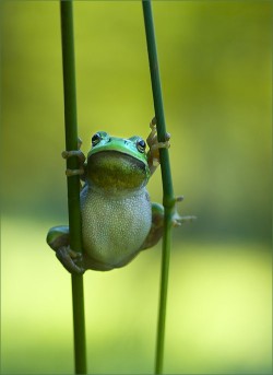 edgina:  hanging frog 