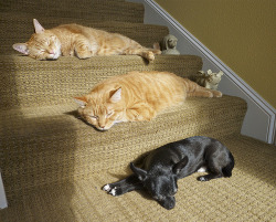 Cats.
