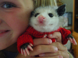 rabbithugs:  djinnstorm:  chuckwallagirl:  By Evangeline Barrón.A little girl from work and a little orphan opossum.  NO!!!!!!!!!!! now THIS is COMPLETELY ILLEGAL  YOU CANT PUT A BABY OPOSSUM IN A SWEATER OH MY GOD 