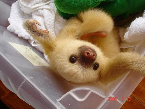 Baby sloth. Whoever invented baby sloths should get a huge high five. Huge.