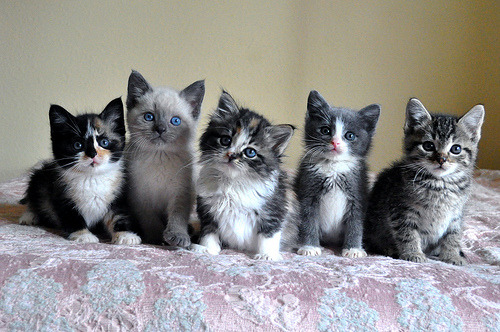 @AdorableBipolar annanyff:  aaaw (by *lalalaurie) 