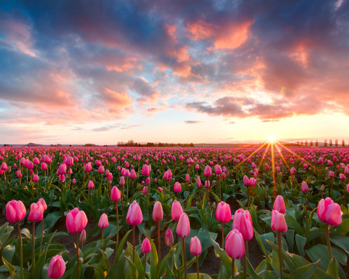 pedalfar:
“500px: Popular photos - Tulip Time by Kevin Pieper
”