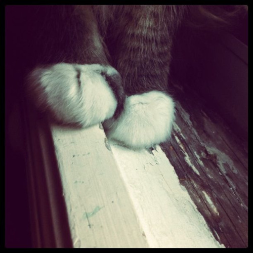 iamforbidden: This is obviously a sign that I’m going to be the crazy cat lady&helli