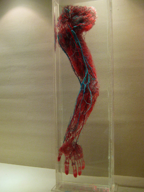 geneticist:  Arteries of the arm. Photo taken at the Shanghai Science and Technology Museum.