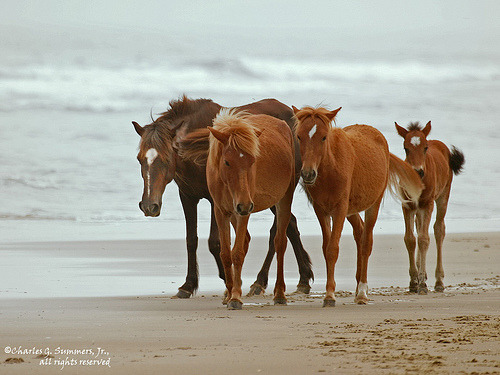 Porn Pics llbwwb:  Wild Horses grace an Outer Banks