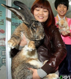 Biggest rabbit ever!!!