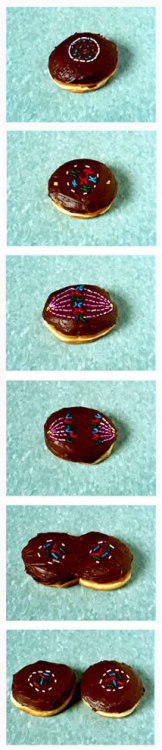 marilyn-monbro:omnomnomnomzz:How donuts are made.SCIENCEDONUT MITOSISnomnomnomnom