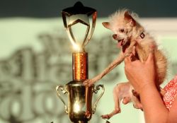 thedailywhat:  World’s Ugliest Dog of the Day: Yoda, a 14-year-old Chinese crested/Chihuahua mix, was dubbed World’s Ugliest Dog at the 23rd annual World’s Ugliest Dog Contest. The contest, held annually at the Sonoma-Marin Fair in Petaluma, California,