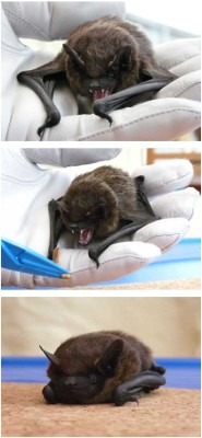 catbountry:   We are always emphasising that bats are not the monsters some make them out to be. When we saw the first two pictures below, we wondered if we were wrong. This was a very hungry serotine brought into care over the winter. He was absolutely