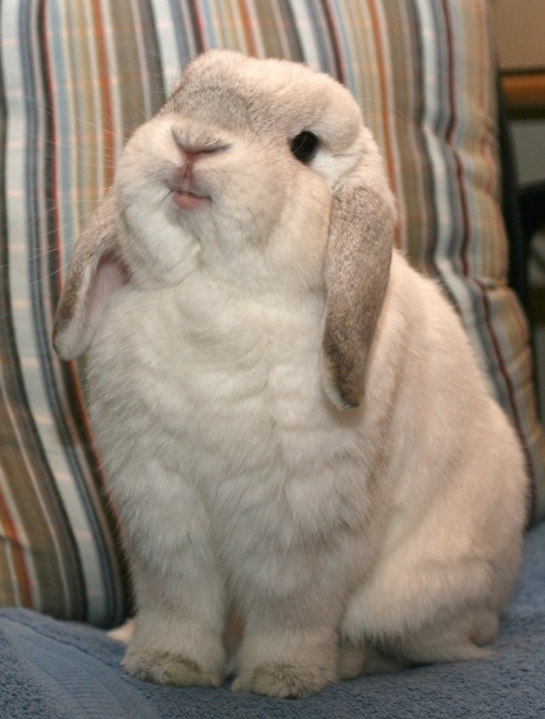 for-brighterdays: Look at this cute ass bunny, oh my god it’s mouth is hilarious. oh god