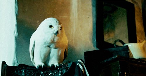 dracosdilemma:  #you see this owl right there? #that’s hedwig fucking potter #she is only the bigges