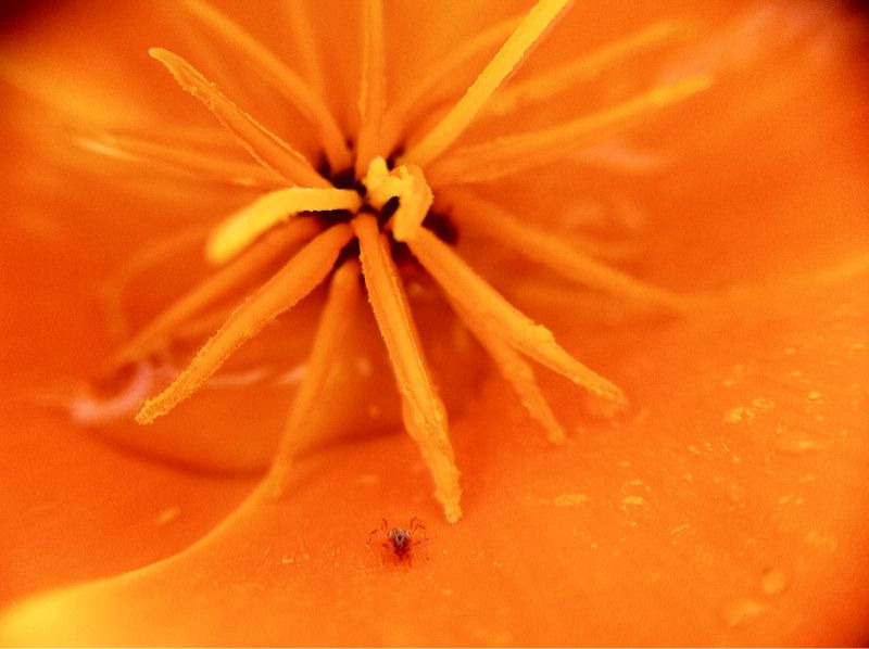 nicoleranae:  Could barely see this spider with my naked eye.