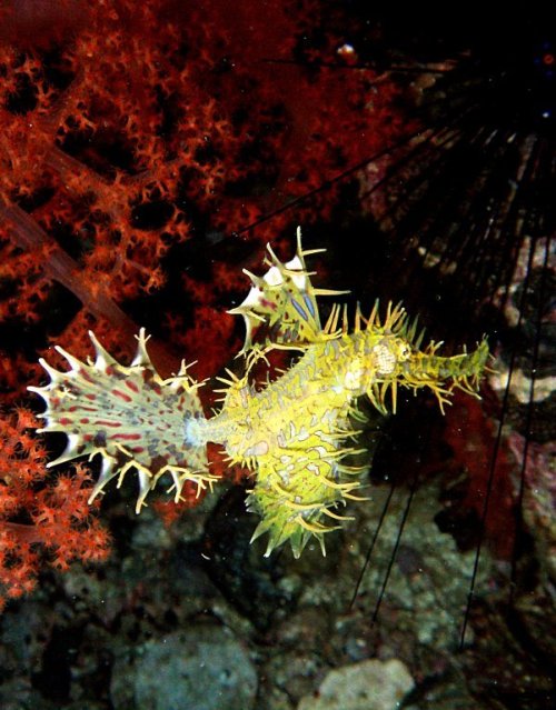 Ornate Ghostpipe Fish