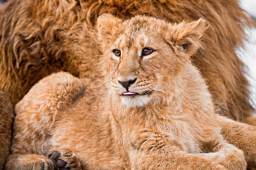 A cub besides dad (by Tambako the Jaguar)