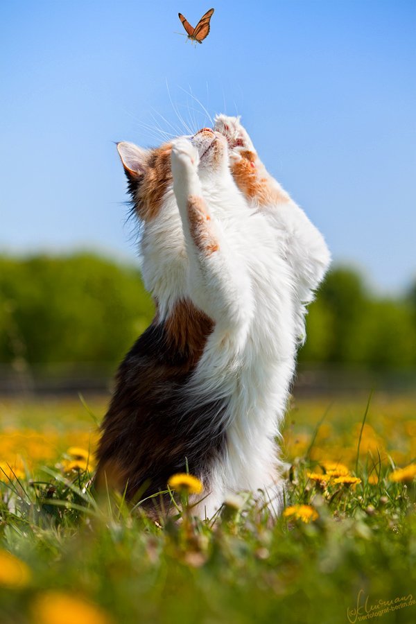 magicalnaturetour:  Sandra Schürmans Photographer ~ Happy Caturday :-) 